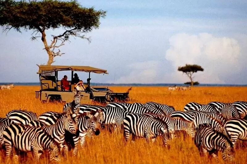 Tanzania Wildlife Tour Packages